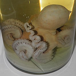 Octopus conispadiceus