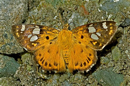 Dorsal view