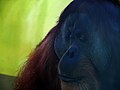 Ein alter Orang-Utan im Münchner Zoo