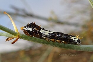 Early instar