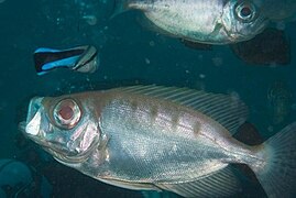 With a bluestreak cleaner wrasse