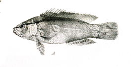 Pseudochromis perspicillatus