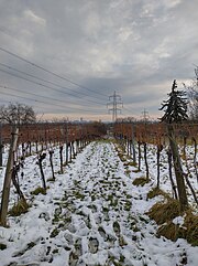 Riede Sätzen in Stammersdorf