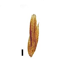 Spikelet (the black scale bar represents 1 mm)