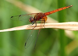 Trithemis pluvialis