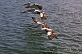 Three pelicans