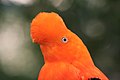 Image 2A male Andean cock-of-the-rock, a species found in humid Andean forests and the national bird of Peru (from Andes)