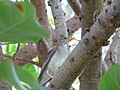 Afrikadrossel African Thrush