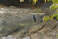 White-bibbed swallow