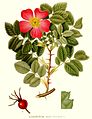 Apfel-Rose (Rosa villosa)