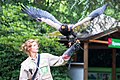 Ist das ein „Harris hawk“