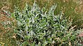 File:Astragalus mardinensis-13