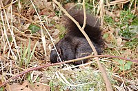 Your Image:Black squirrel.jpg