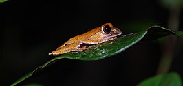 Boophis boehmei