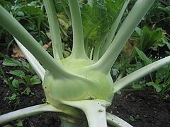 Kohlrabi