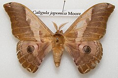 Caligula japonica