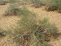 Calligonum polygonoides (Phog shrub)