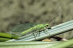 Chrysopa abbreviata