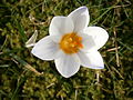 Crocus chrysanthus 'Snowbunting' close-up