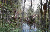 Dead Stream Swamp, Michigan: a northern white cedar swamp.
