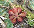 Drosera communis