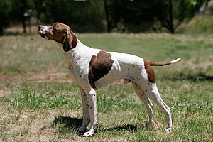 English Pointer