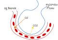 తెలుగు (télougou)