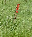 waaier bij Gladiolus delenii