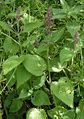 Hedge woundwort