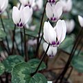 Cyclamen pseudibericum f. roseum in de botanische tuin van Göteborg