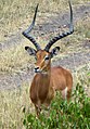 Impala antilope