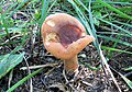 Lactarius volemus