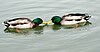 Gagalarını birbirine değdirmiş suda yüzen iki erkek ördek.