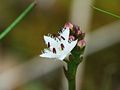 flowering in early may, Photo by Kristian Peters