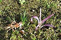 Colchicum montanum end of blooming