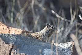 Otospermophilus beecheyi atricapillus