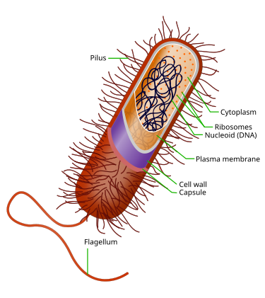 Prokaryote