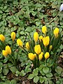 Sternbergia lutea clump