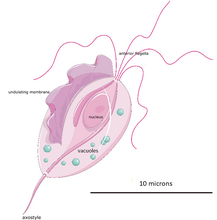 Trofozoït van Trichomonas vaginalis