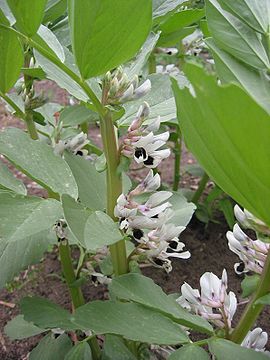 Ανθισμένη Vicia faba