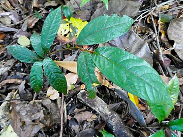 Foliage