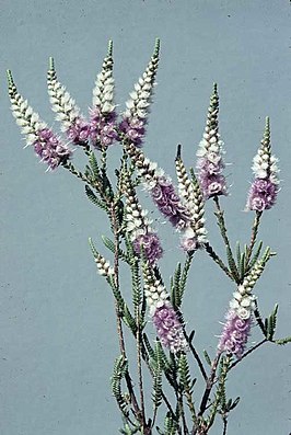 Verticordia spicata