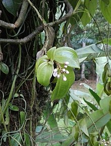 "Adelobotrys" sp.