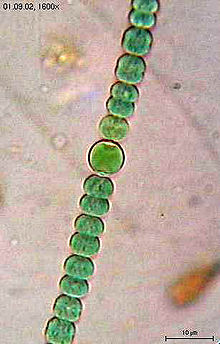 Anabaena sphaerica