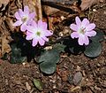 Anemone hepatica light pink.JPG