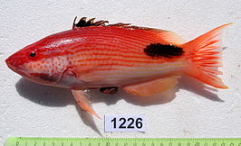 Bodianus busellatus