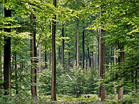 Oude beukenaanplant in het Zoniënwoud