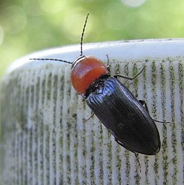 Cardiophorus gramineus