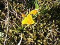 Crocus ancyrensis close-up