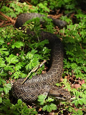 Crotalus triseriatus